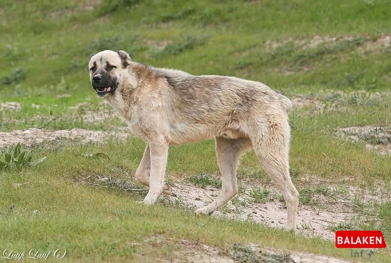 Balakəndə çoban iti 83 yaşlı kişini parçalayaraq öldürüb