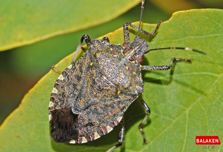 Balakən rayonunda qəhvəyi mərmər bağacığına qarşı mübarizə tədbirləri gücləndirilir