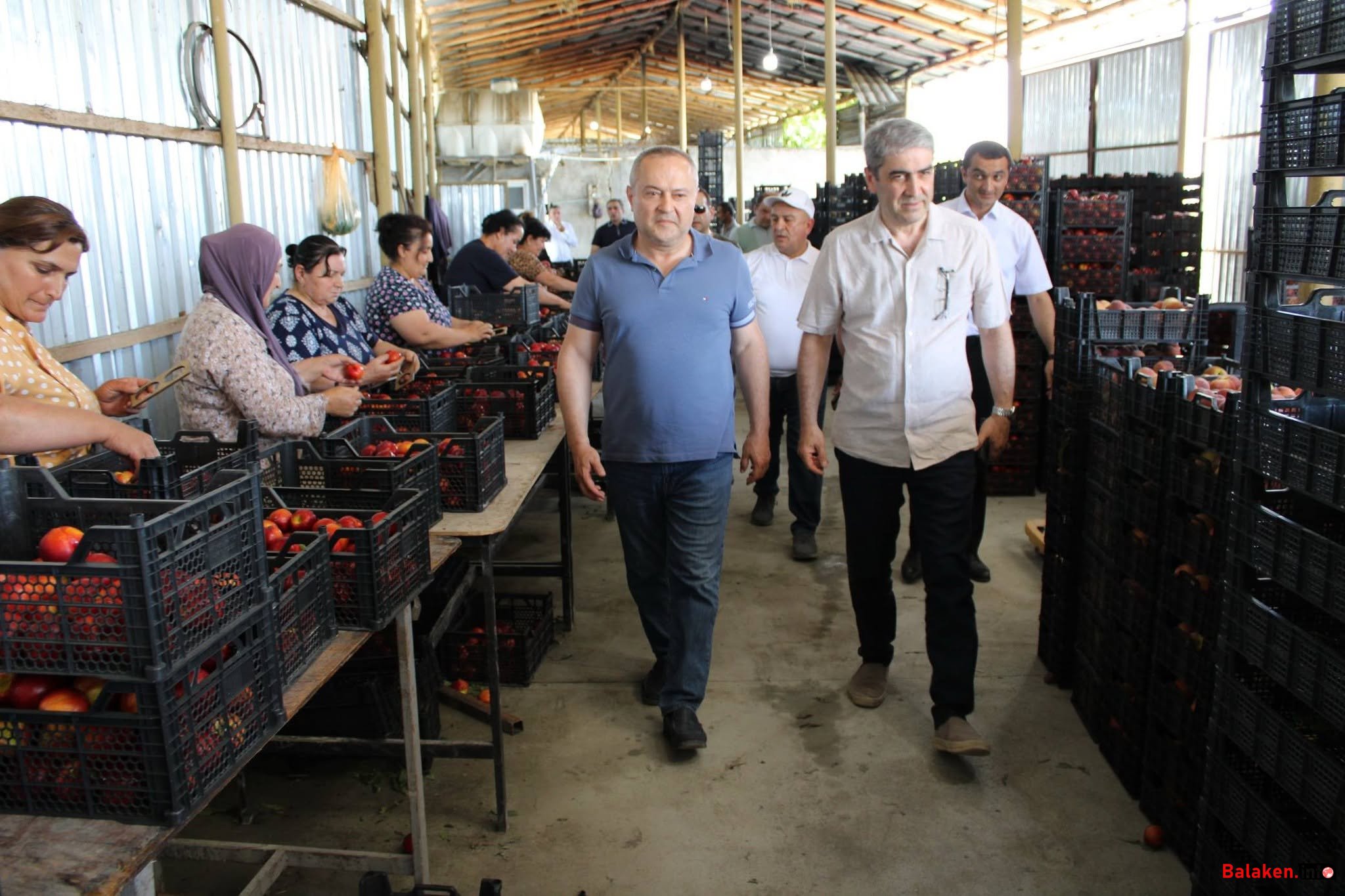 Balakən RİH-in başçısı Natiq Ağayev təsərrüfatlara baxış keçirib